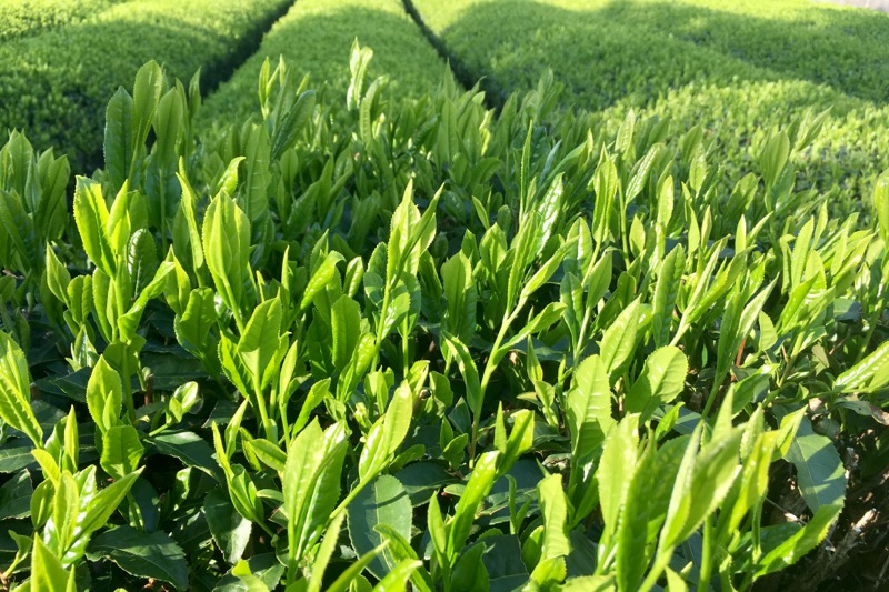 新茶の茶葉