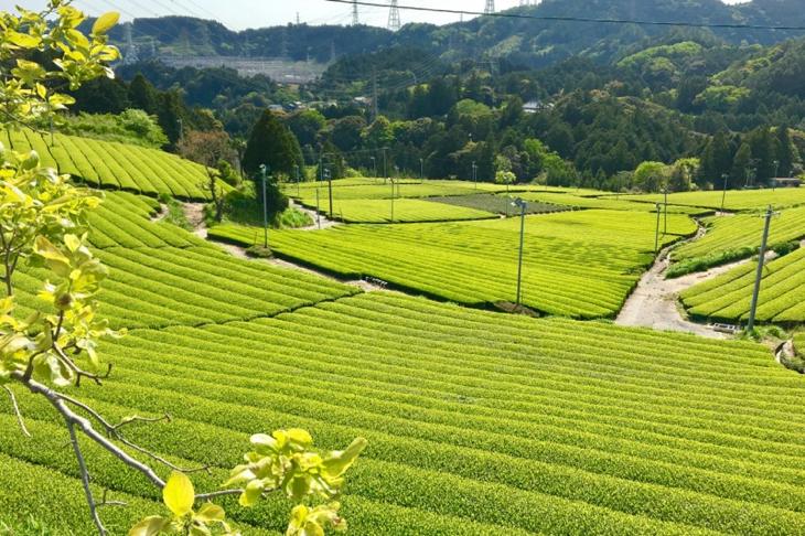 日本茶の三大銘茶とは？ 宇治、静岡、狭山、知覧？ | 茶活 CHAKATSU