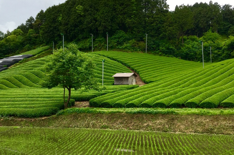 茶畑のオーナー制度】マイ茶畑のお茶や茶摘みを愉しもう！ | 茶活 CHAKATSU